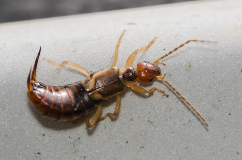 Earwig control calgary pest control