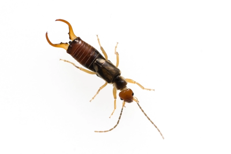 Bed Bug Extermination