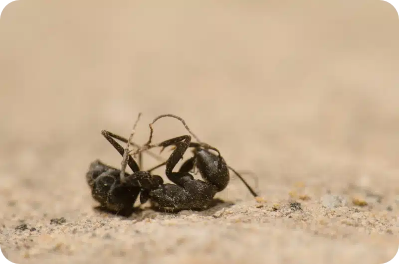 Typical Timeframes for Bug Death After Professional Pest Control Treatments 2 Factors which exterminate insects pest control calgary
