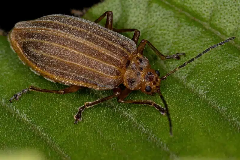 How Professional Pest Control Services Address and Eliminate Flea Infestations