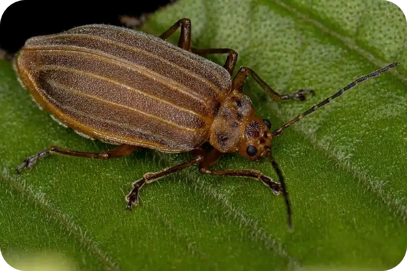 Flea removal pest control calgary
