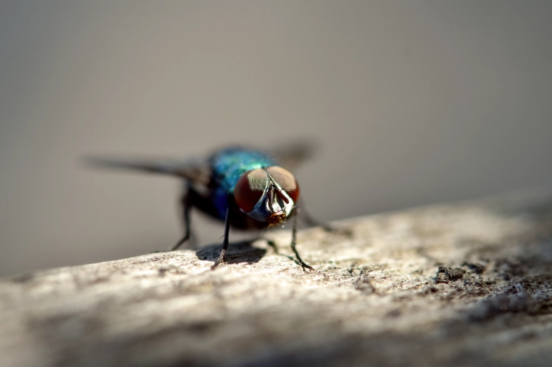 .Recommended Frequency of Professional Fly Control Services for a Pest Free Home