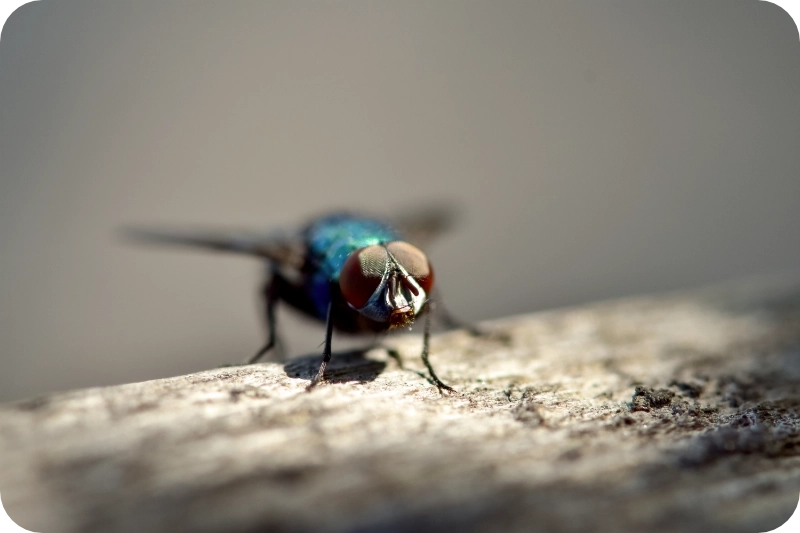 Fly elminination frequency pest control calgary