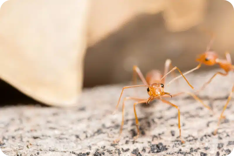 Get rid of ants pest control calgary
