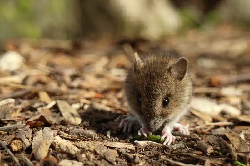 .How Pest Control Services Handle Mice Problems and What to Expect