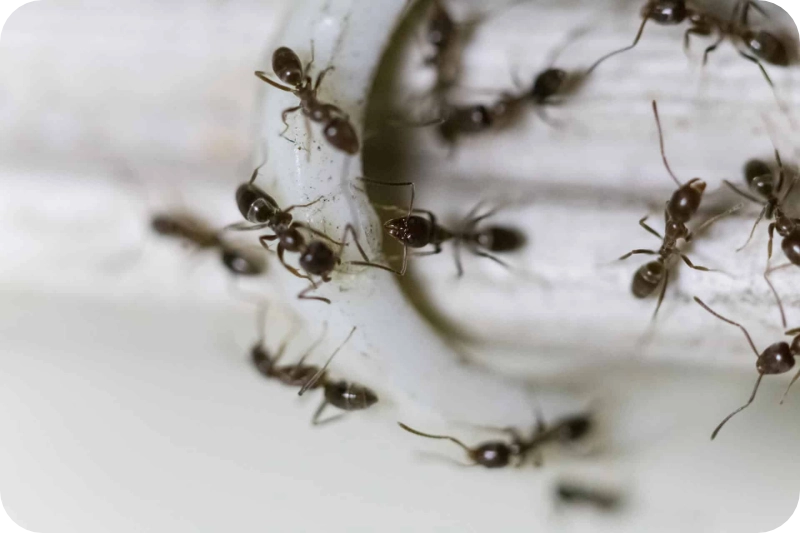 How pest control eliminates ants pest control calgary