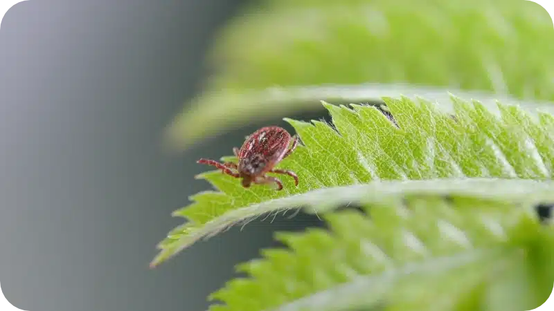 How pest control eliminates tick infestations pest control calgary