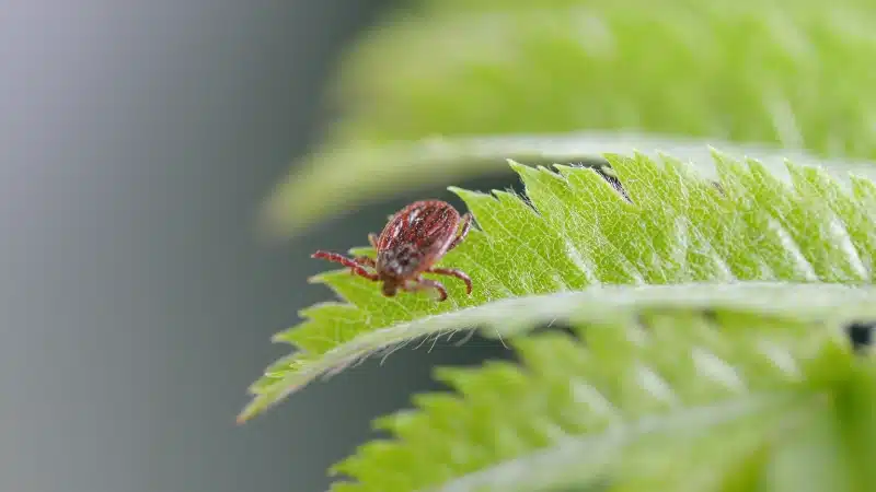 .How Professional Pest Control Services Can Help Eliminate Tick Infestations
