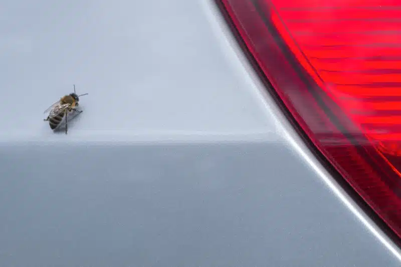 .How to Protect Your Car From Insects, Rodents and Other Common Vehicle Pests
