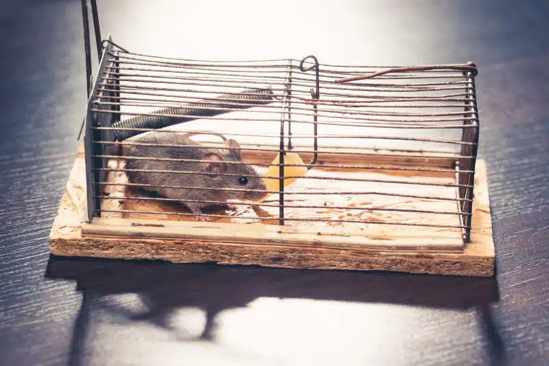 .Mechanical Methods for Controlling Insects and Rodents Without Chemicals