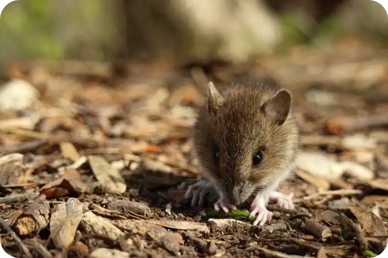 Mice problems pest control calgary