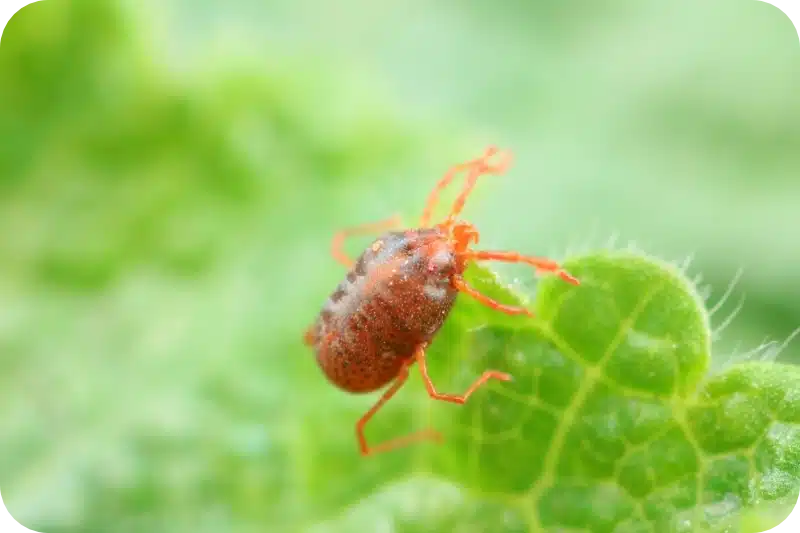 How Pest Control Methods Can Eliminate Mites from Your Home and Property