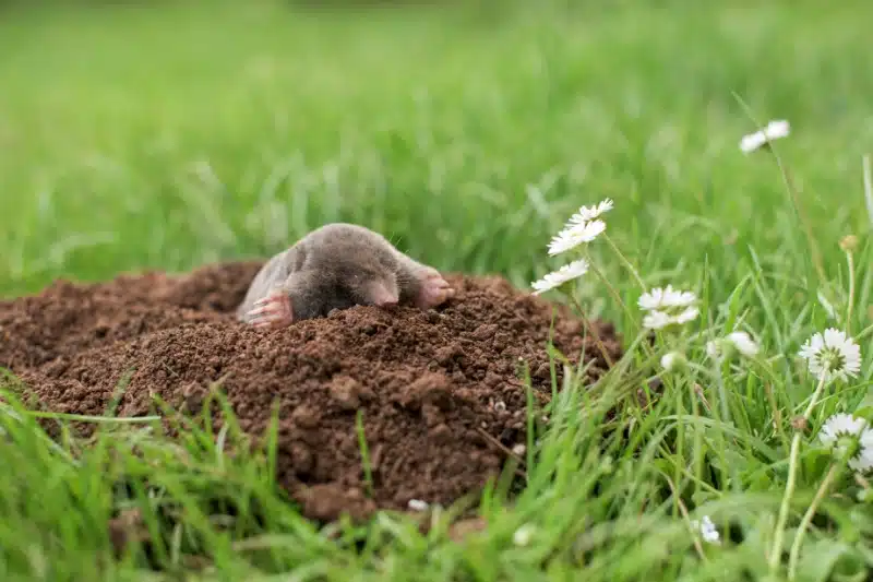 How Professional Pest Control Methods Can Help Remove Moles from Your Property