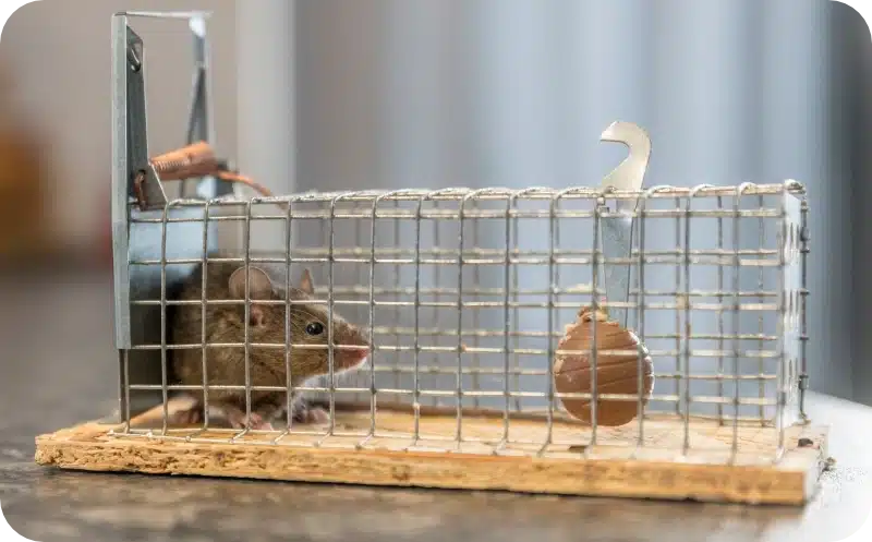 Mouse Removal pest control calgary