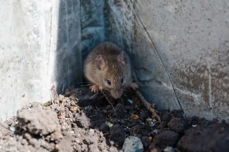 .How to Recognize the Right Time to Contact Pest Control Services for Mice Infestations