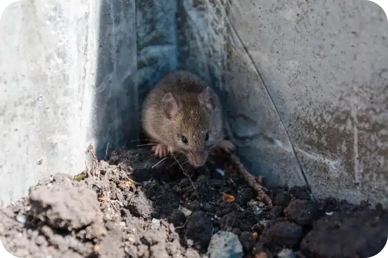 Average Costs and Factors Affecting Professional Mouse Control Services 1 Mouse costs pest control calgary