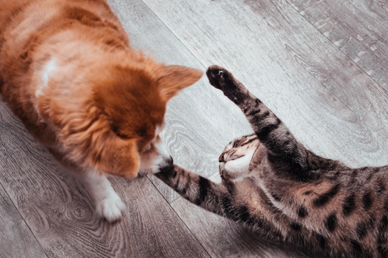 .Understanding the Safety of Pest Control Methods for Household Pets
