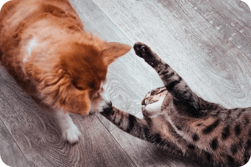 Pet safety pest control calgary