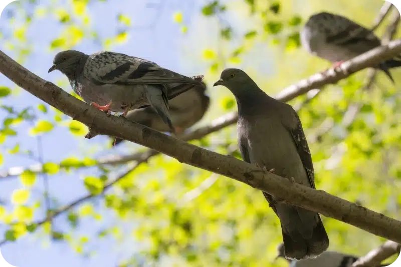 Pigeon removal calgary pest control
