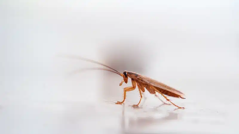 Preparations Prior To Cockroach Treatment