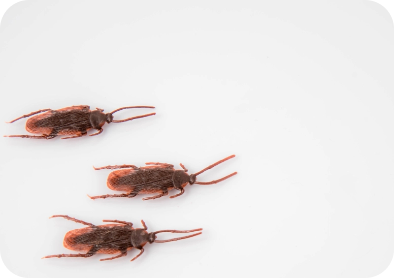 Roach cost pest control calgary