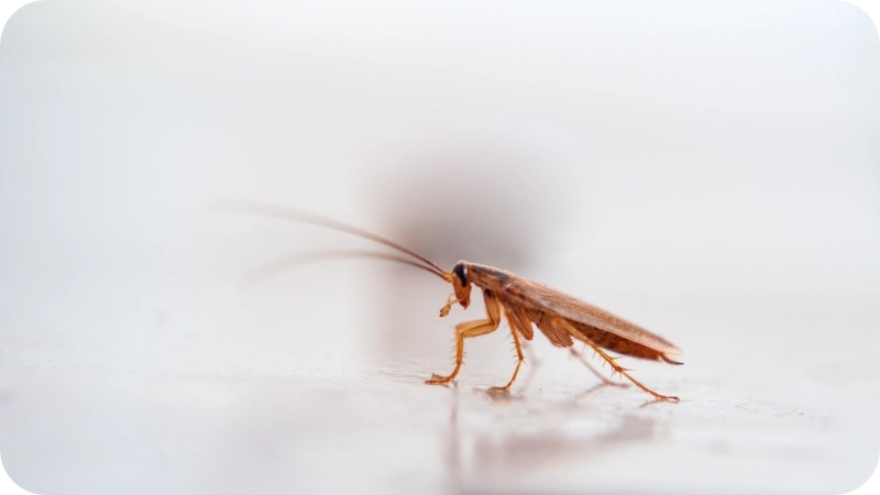 Bed Bug Extermination