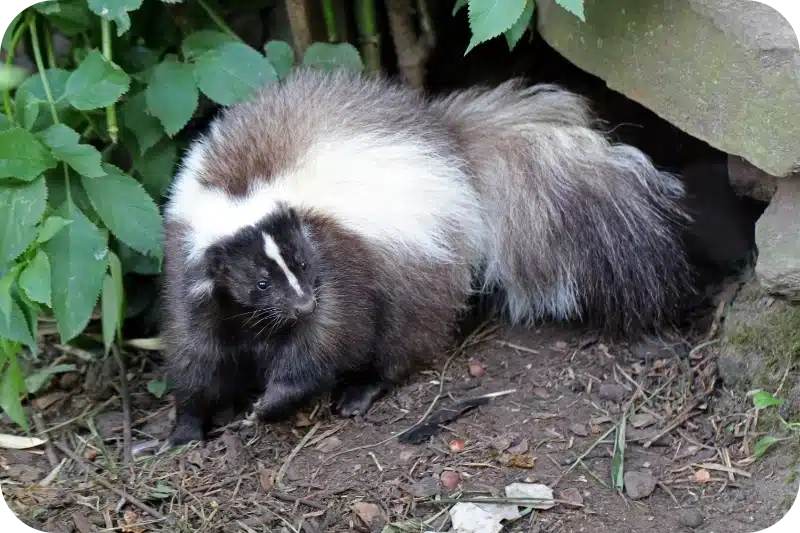 Skunk removal pest control calgary