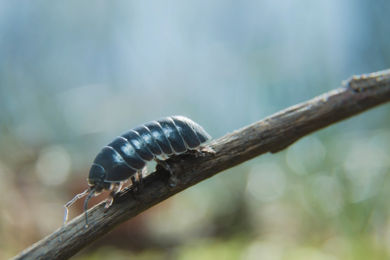 Sow bug extermination pest control calgary
