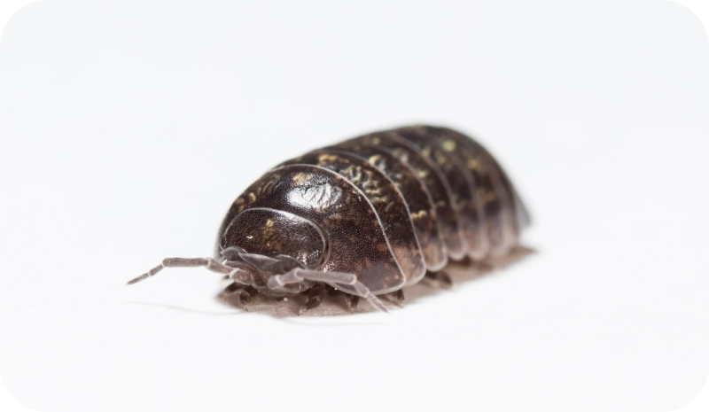 Bed Bug Extermination