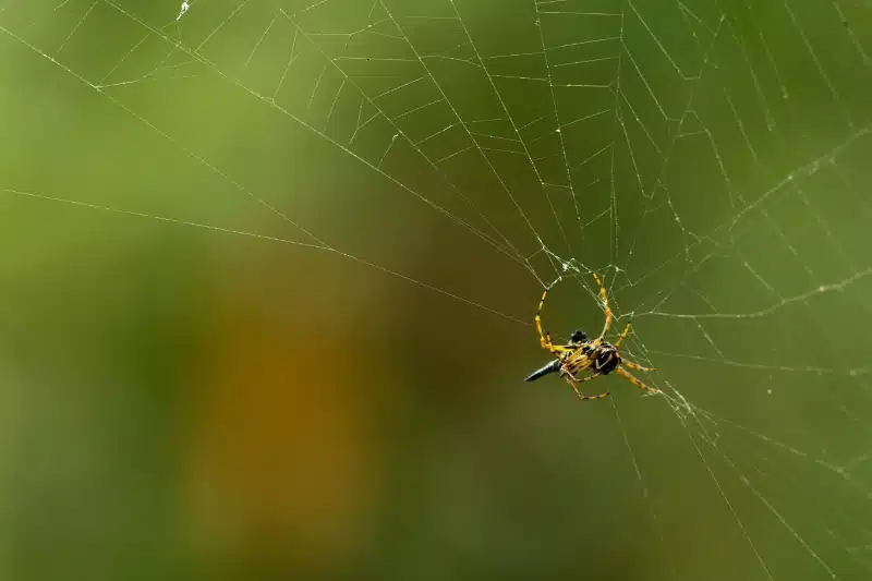 .How Professional Treatments Help Eliminate Spider Infestations in Homes