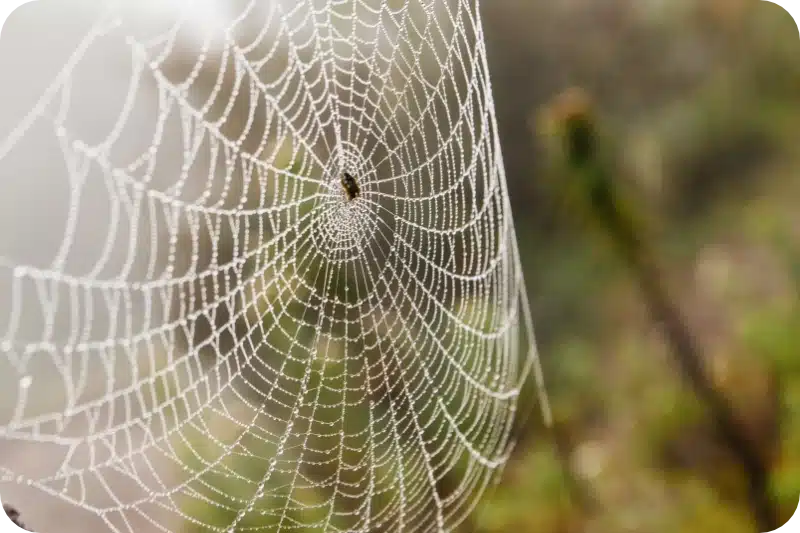 Spider pest control calgary
