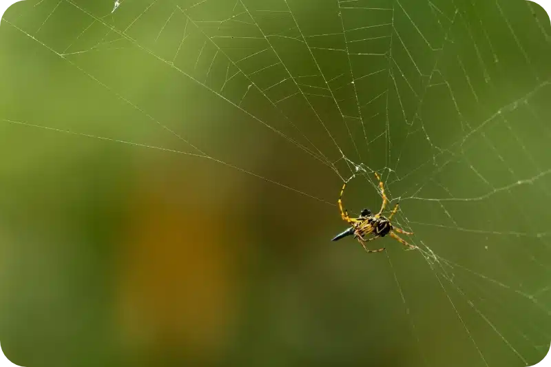 Spider removal pest control calgary