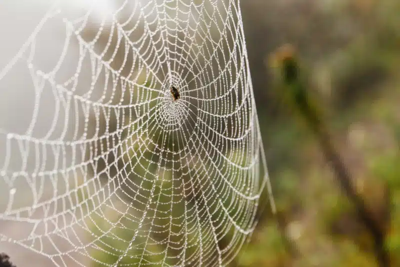 Average Costs and Key Factors Affecting Spider Pest Control Services