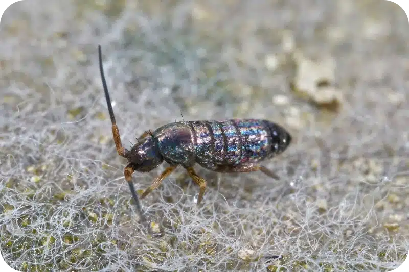 Springtail infestations pest control calgary