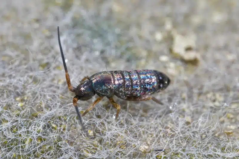 How Pest Control Methods Target and Remove Springtail Infestations