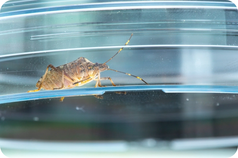 Stink bug removal pest control calgary