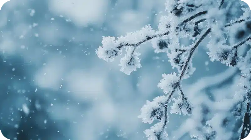 Winter Season Pest Control Needs and Reasons Homeowners Should Consider It 1 Winter season pest control calgary