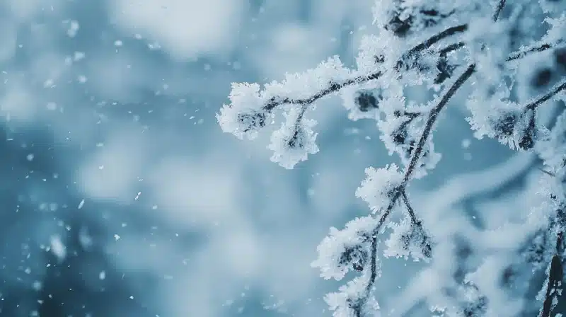 Winter Season Pest Control Needs and Reasons Homeowners Should Consider It