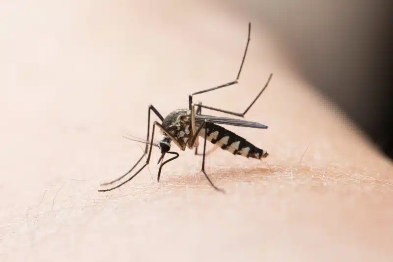Mosquito Control Pest Control Calgary