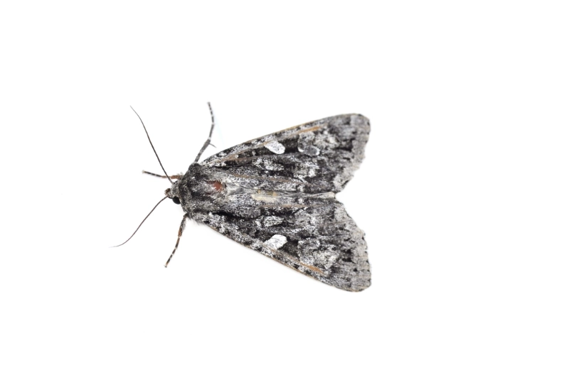 Moth extermination pest control calgary