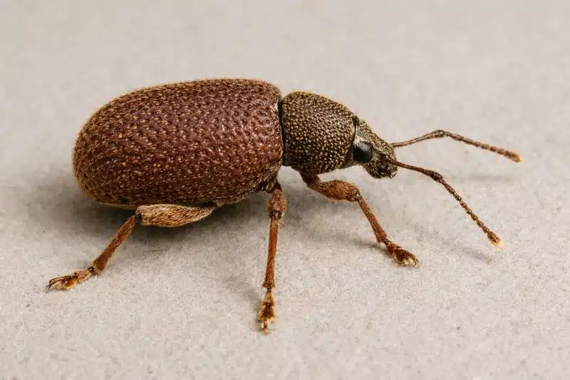 Weevil removal pest control calgary