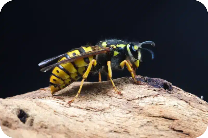 How Professional Pest Control Services Remove Wasp Nests and Prevent Reinfestation 1