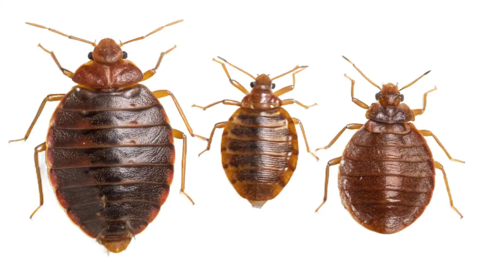 Bed bugs in a mattress seam in a Calgary home
