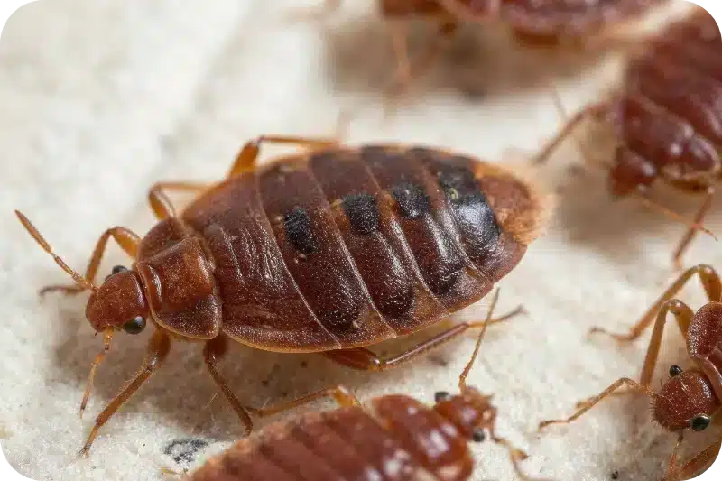 How Much Is Pest Control for Bed Bugs? 1