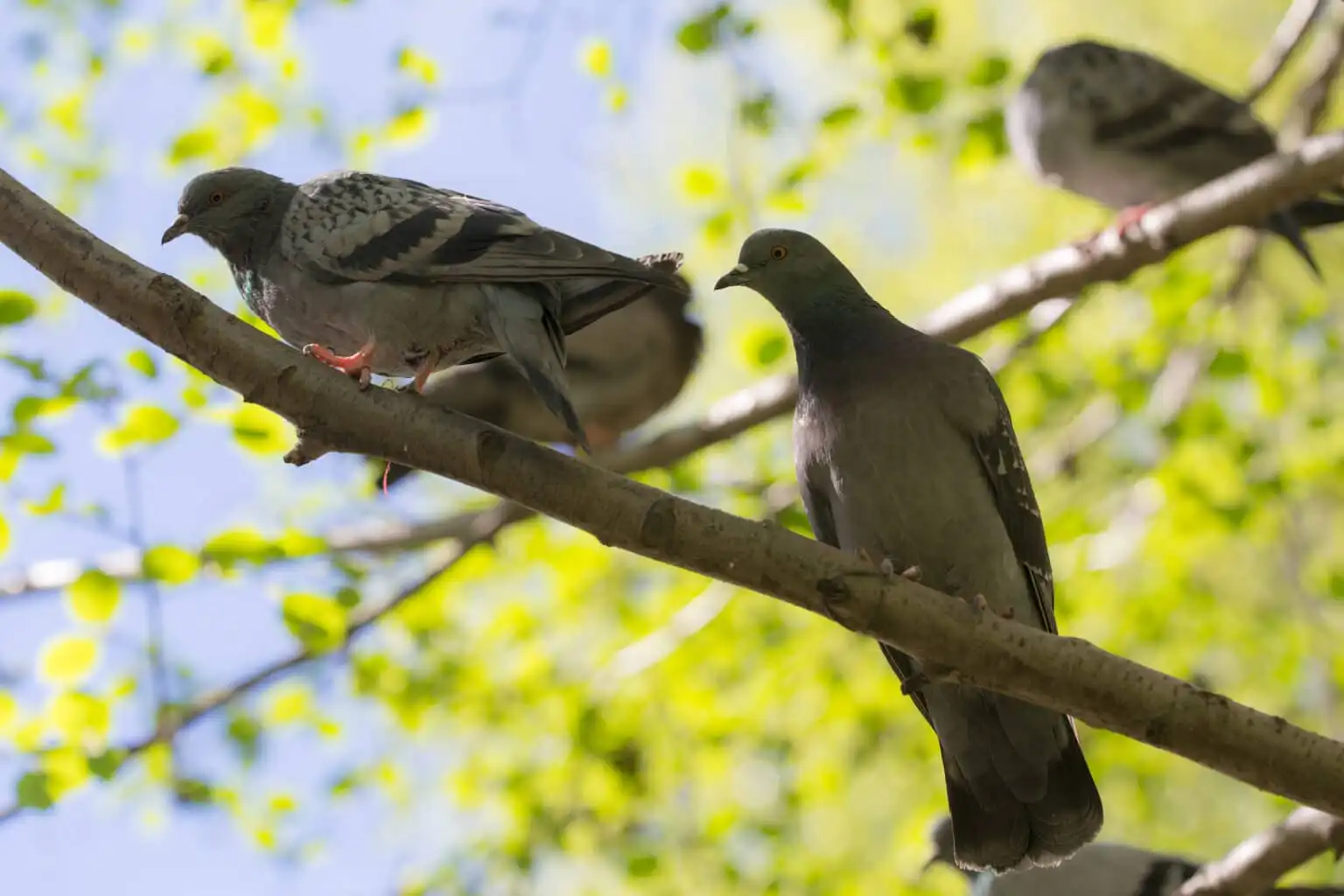 Pigeon and starling control at a Crossfield ag building