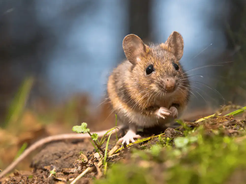 Field mouse near a Crossfield grain yard
