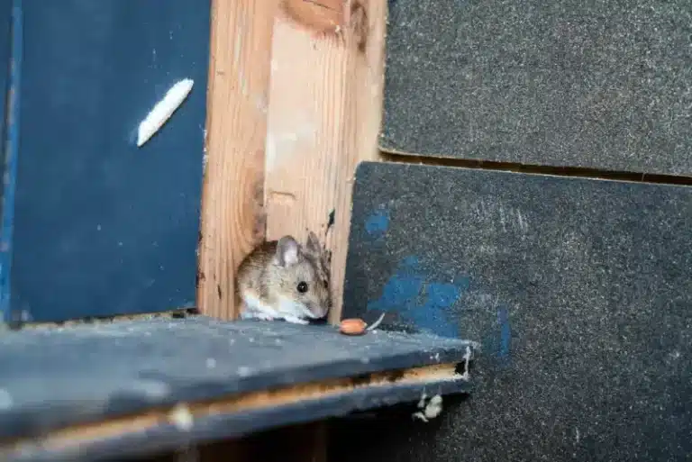 How professional pest control treatments help eliminate ants from your home