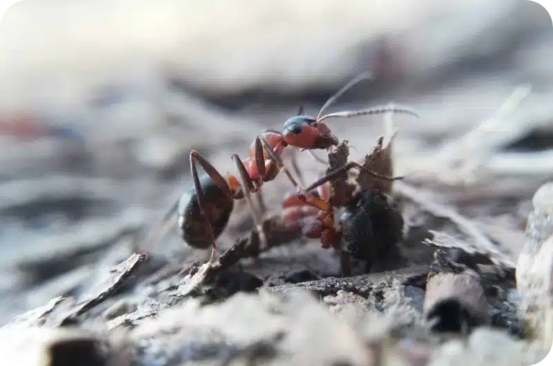 Cluster flies and boxelder bugs on a Crossfield farmhouse