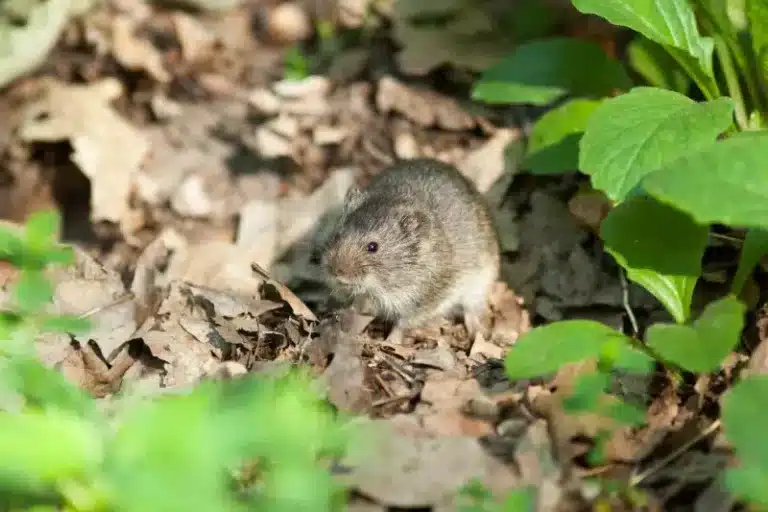 Summer 2026 Vole Problems in Calgary and Airdrie
