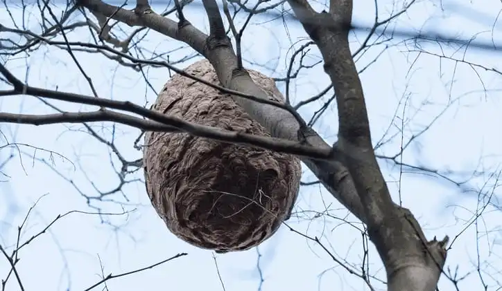 Wasp nest removal at a Crossfield outbuilding